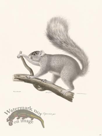 Cuvier 270 Capriotate Gray